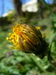 Yellow and green