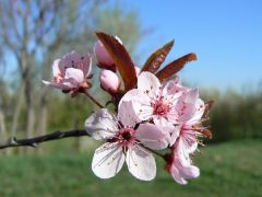 Tree flowers