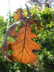 Autumn meets spring