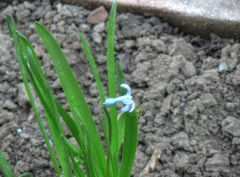 Small flower