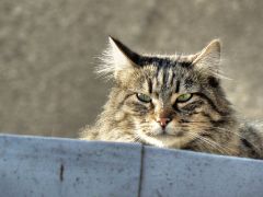 Cat eyes
