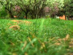 Green grass