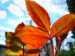 Rose leaves