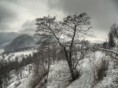 Tree in the winter