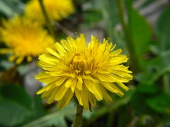 Yellow on green