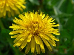 Yellow on green