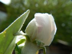 Stage of quince