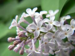 Syringa vulgaris