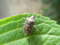 Armored bug