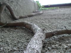 Climber