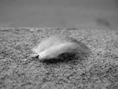 Lost feather